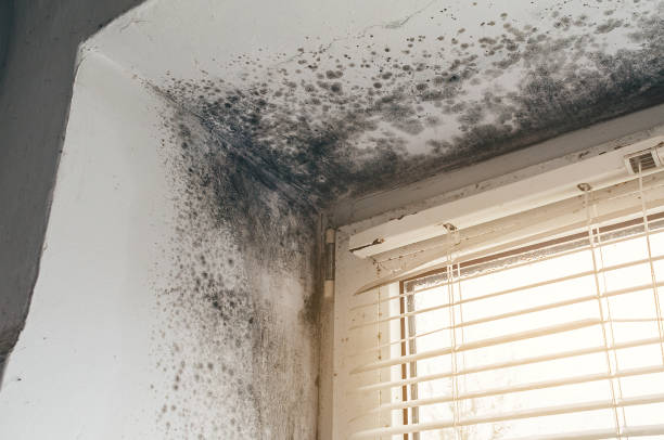 Affordable Mold Remediation solutions in Flagtown, NJ